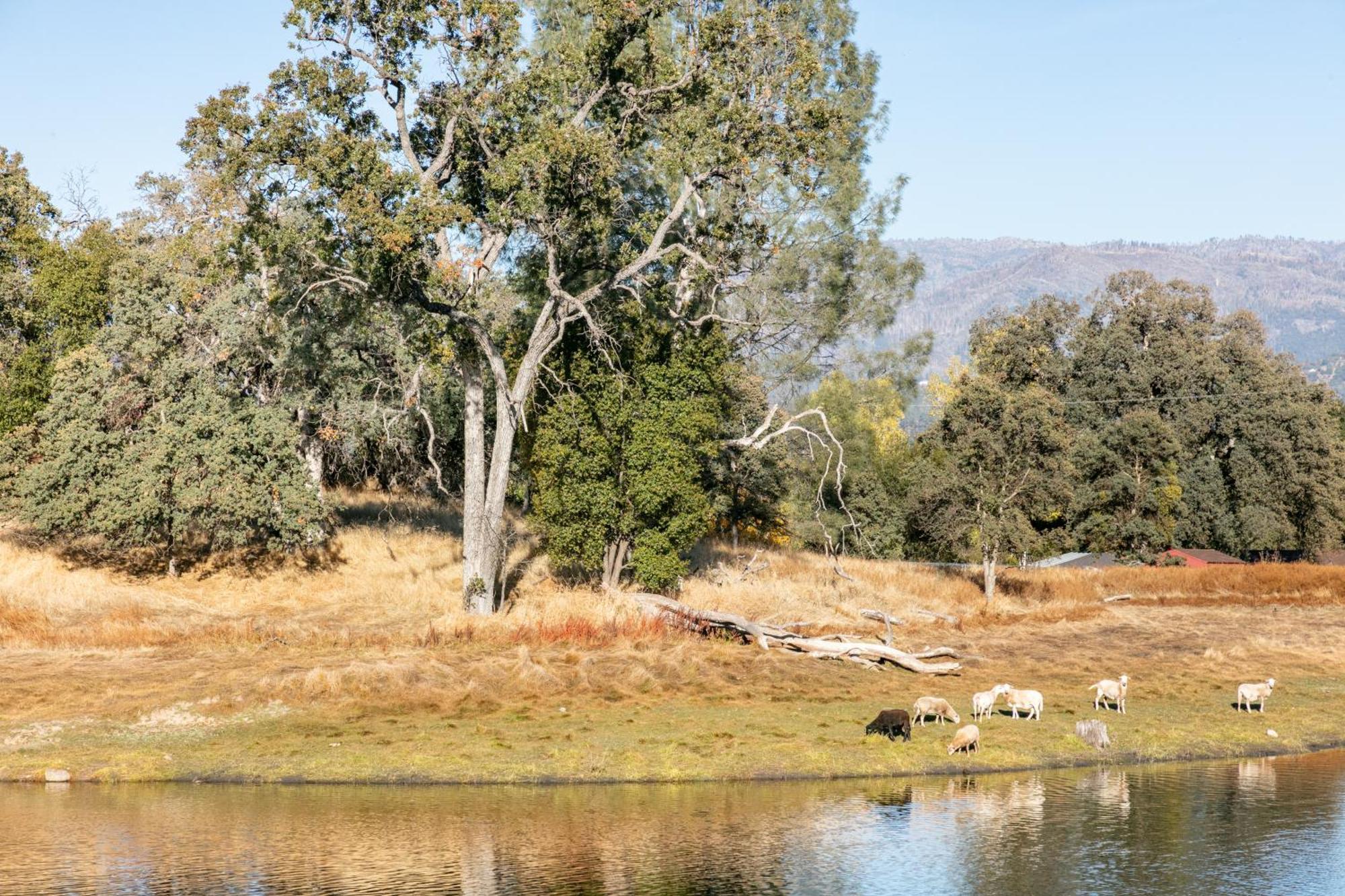 Rolling Oaks Ranch - 200 Acres Of Lakeside Beauty & Countryside Serenity Mariposa Luaran gambar