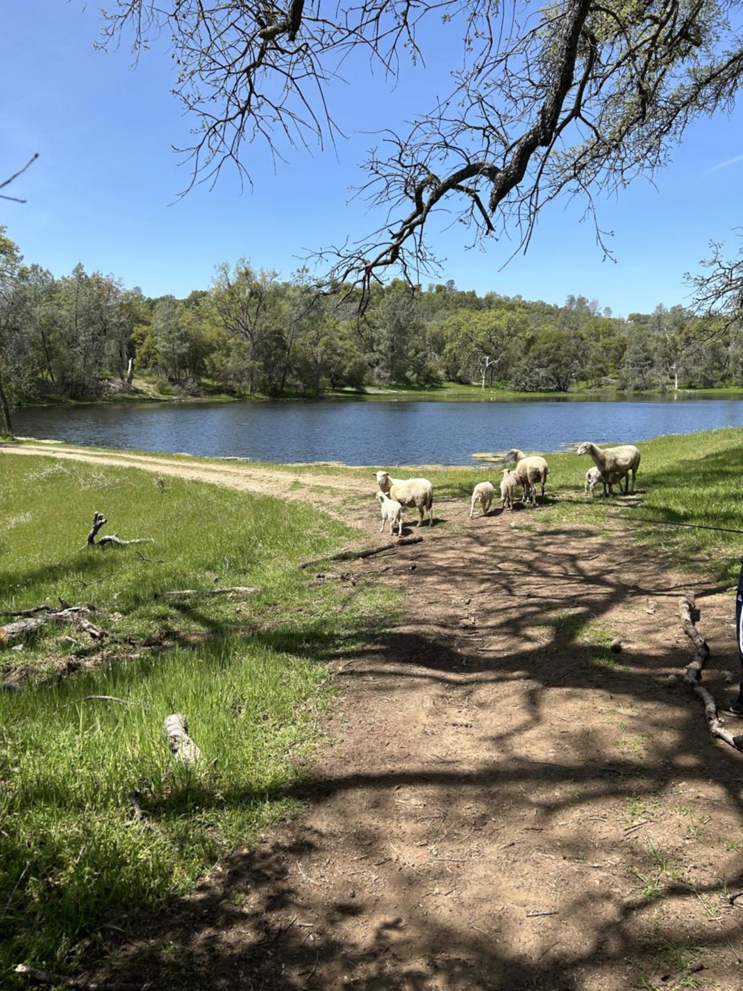Rolling Oaks Ranch - 200 Acres Of Lakeside Beauty & Countryside Serenity Mariposa Luaran gambar