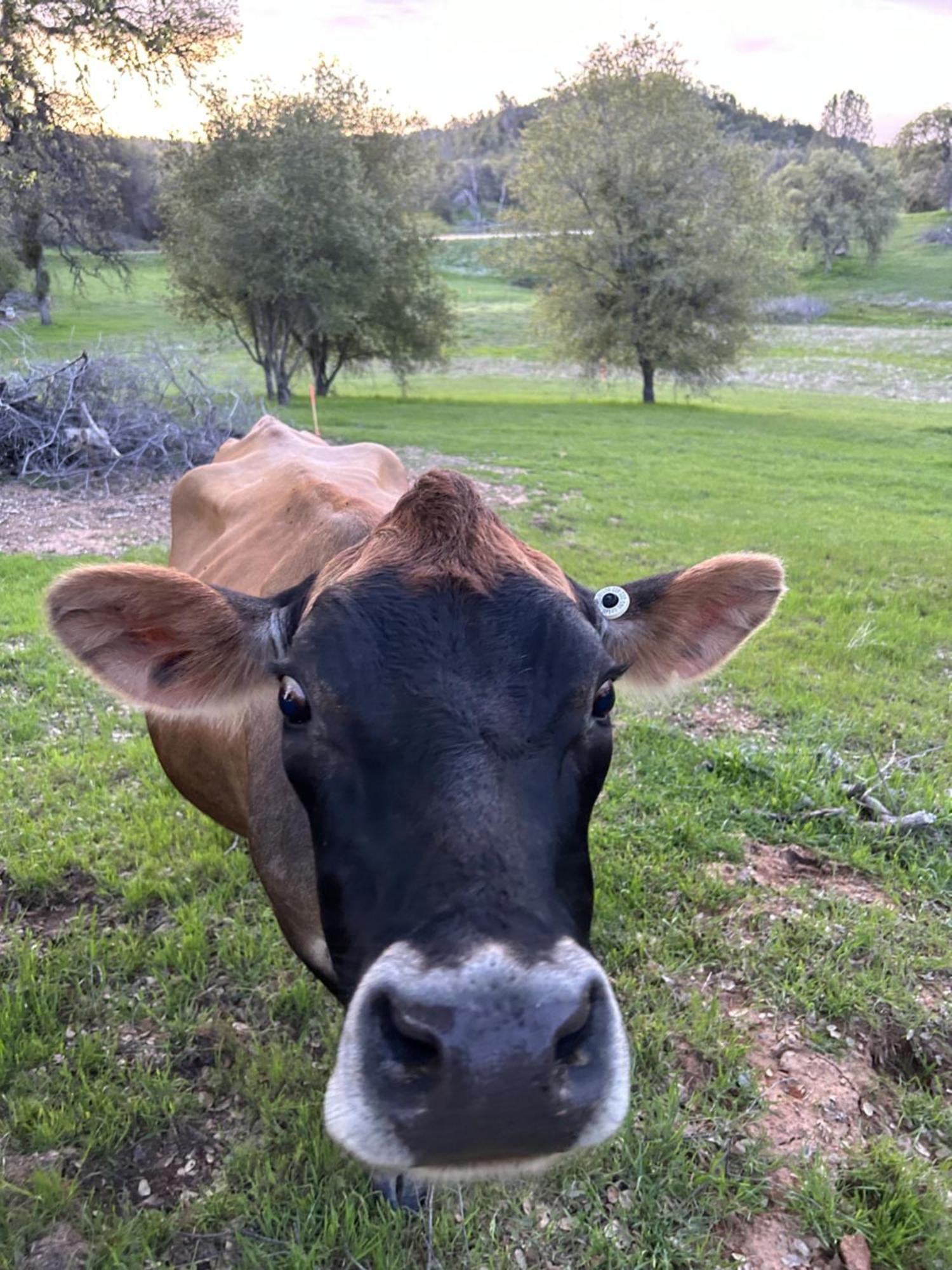 Rolling Oaks Ranch - 200 Acres Of Lakeside Beauty & Countryside Serenity Mariposa Luaran gambar