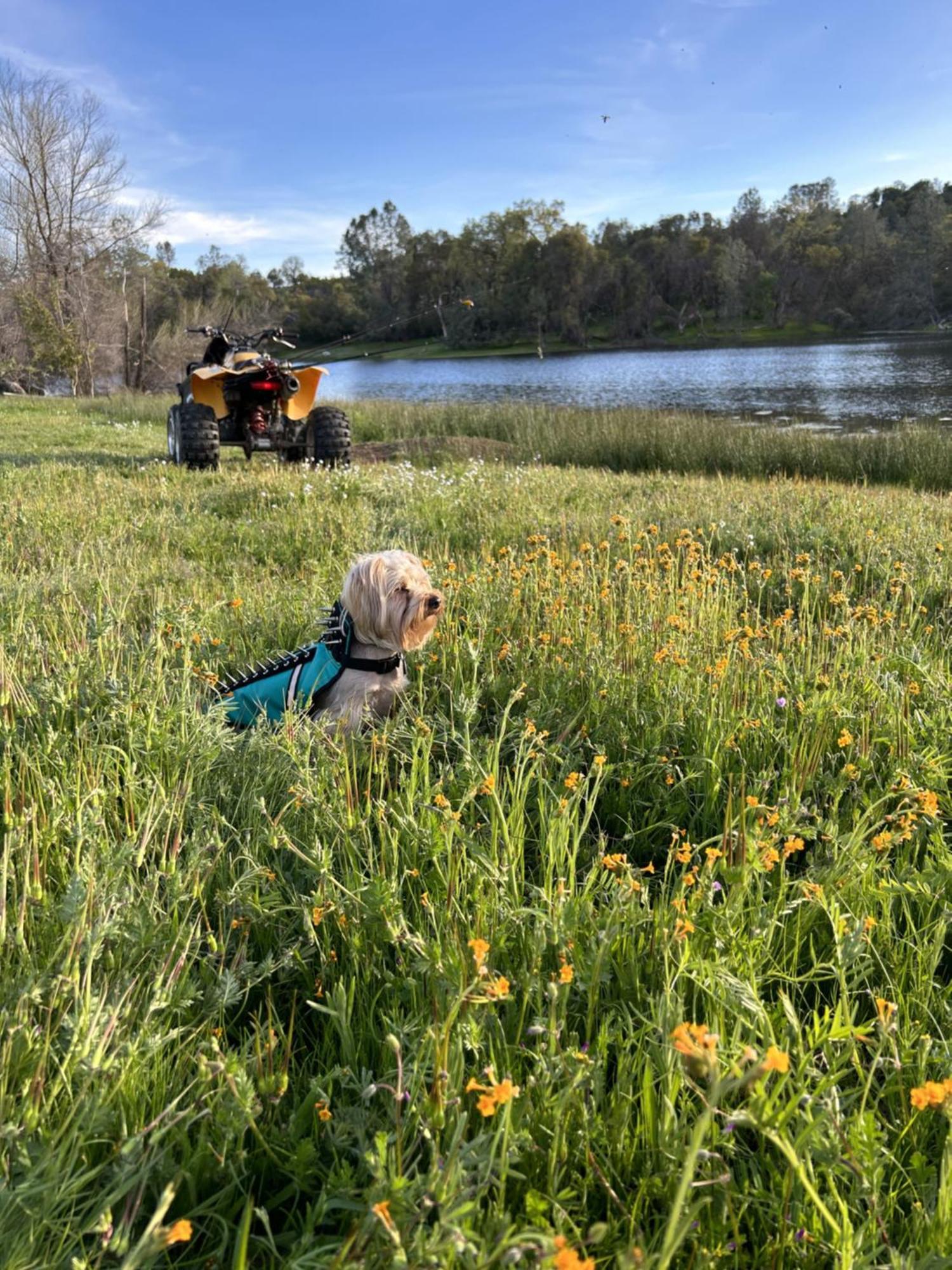 Rolling Oaks Ranch - 200 Acres Of Lakeside Beauty & Countryside Serenity Mariposa Luaran gambar